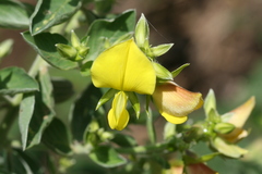 Crotalaria madurensis